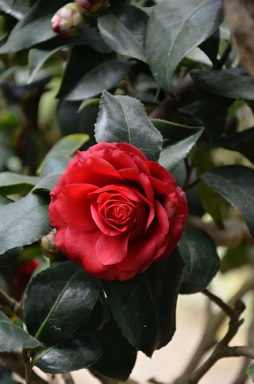 Rose DP Images