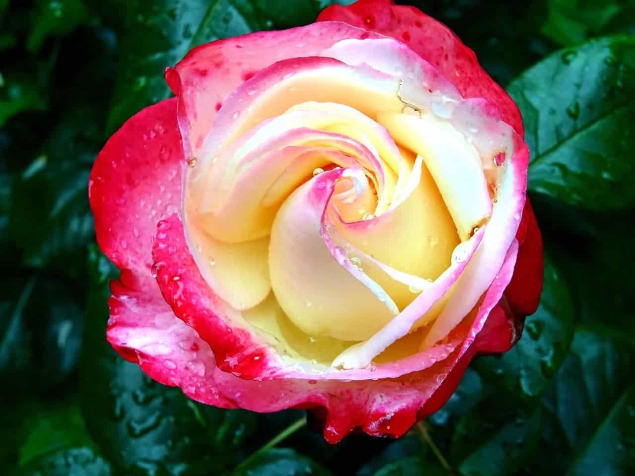 Rose DP Images