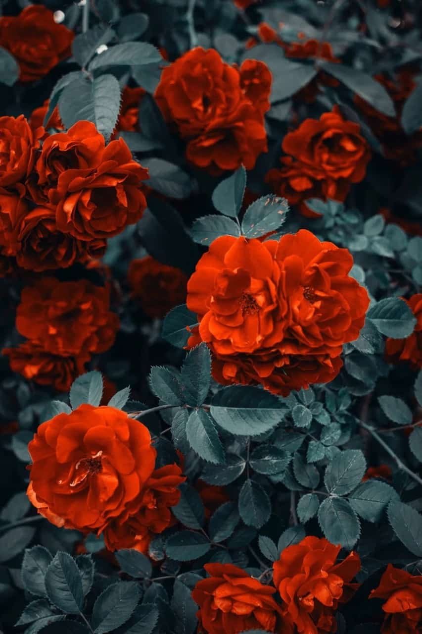 Rose DP Images