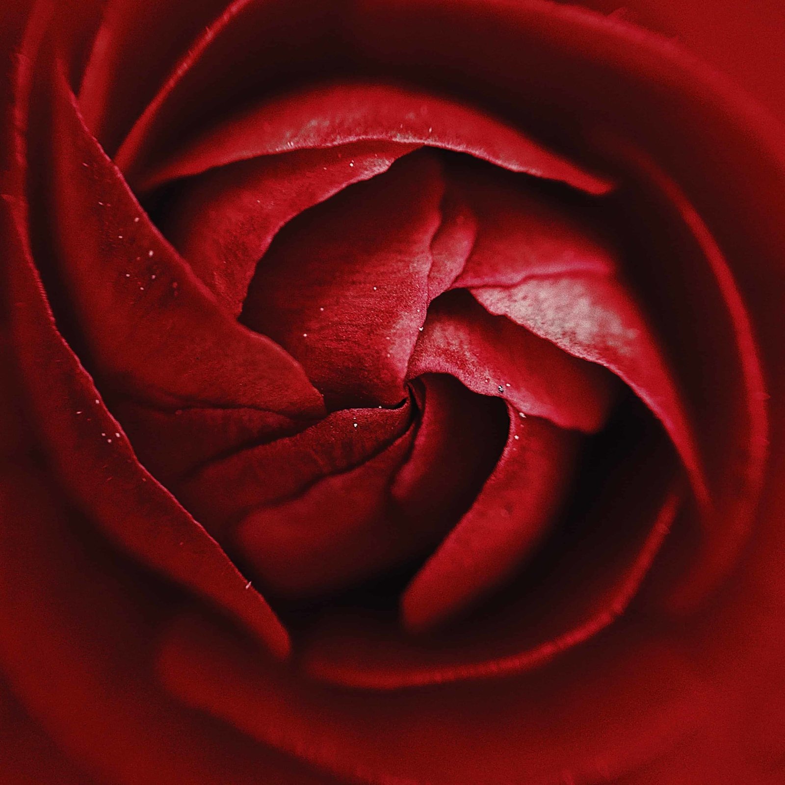 Rose DP