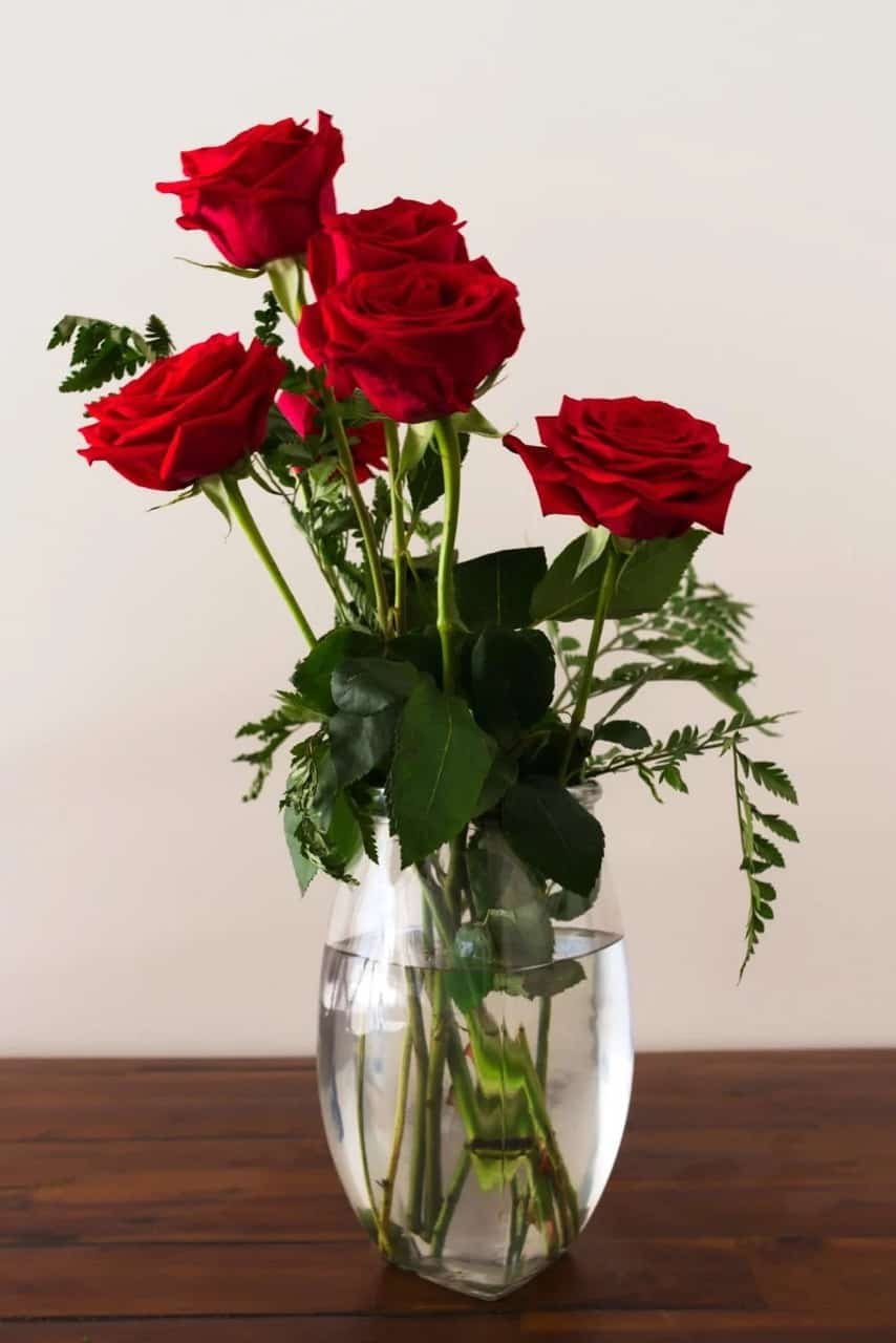 Red Rose DP