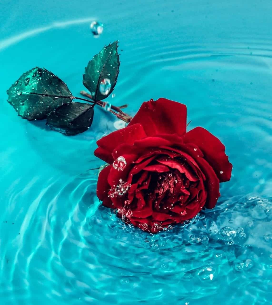 Red Rose DP