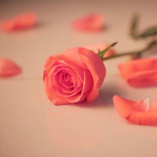 Rose Flower DP