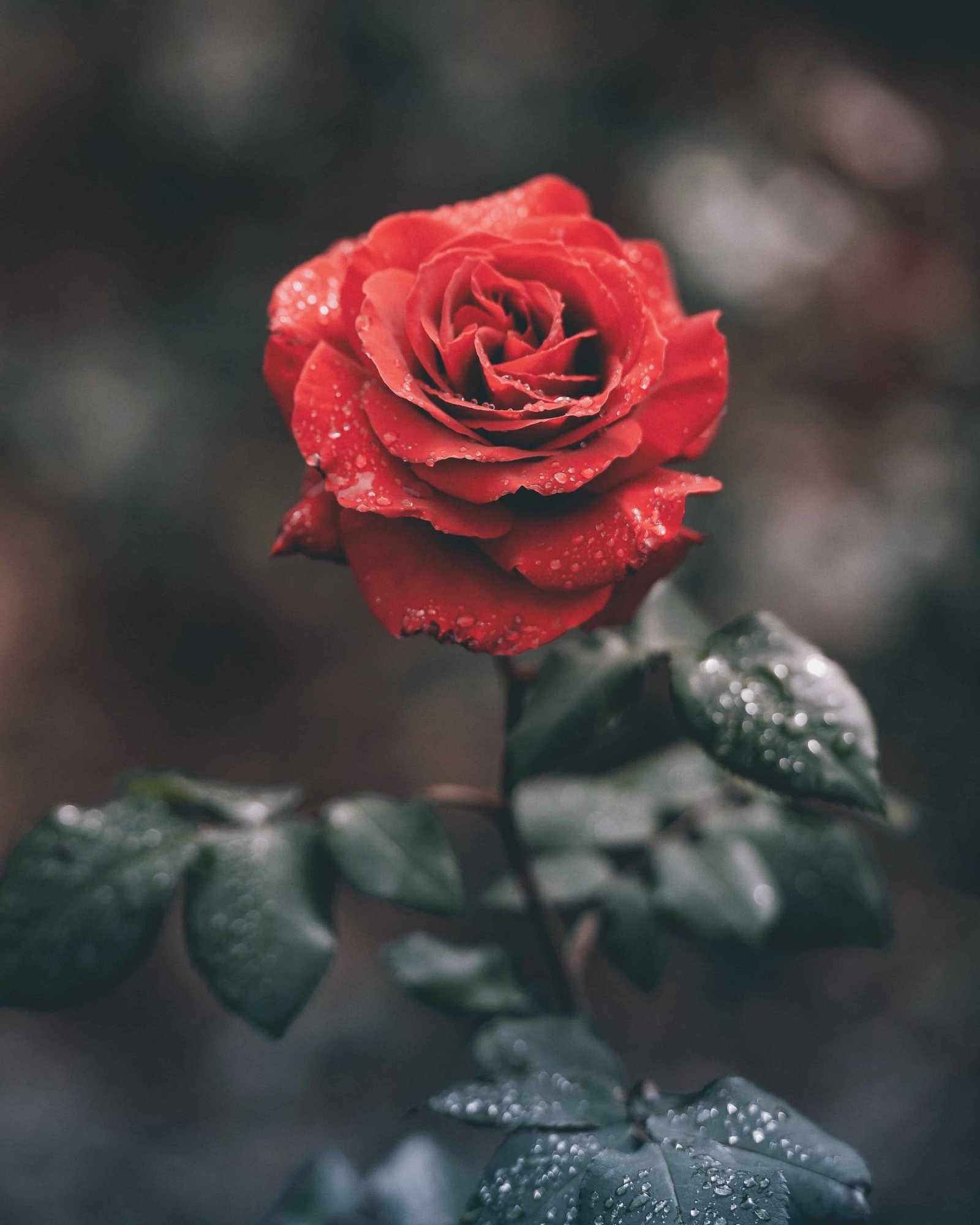 Rose Flower DP