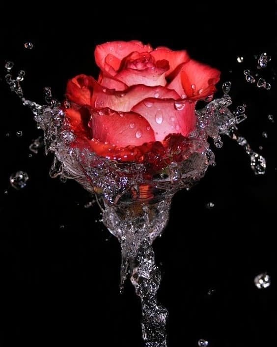 Cute Whatsapp DP