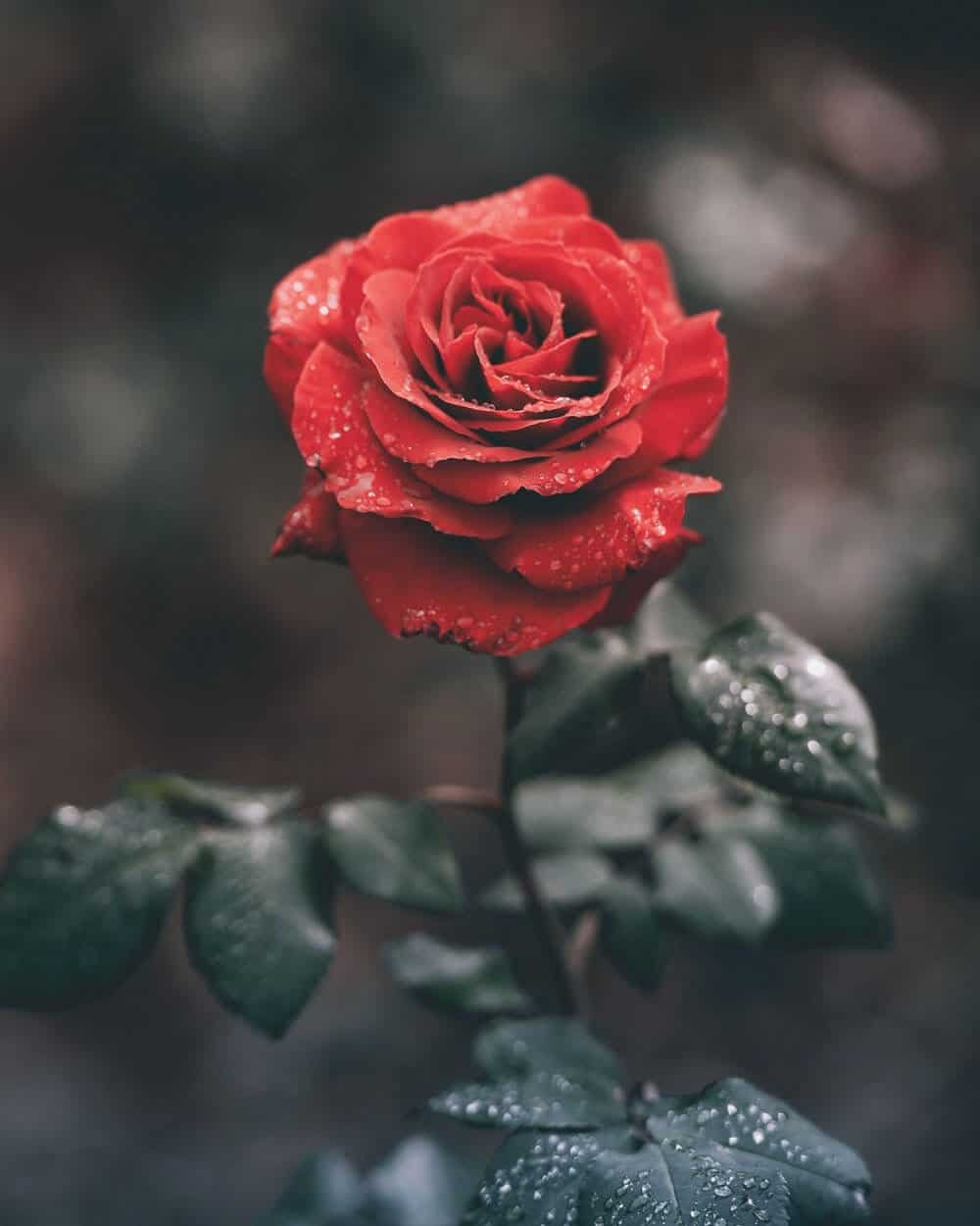 DP Ke Liye Picture