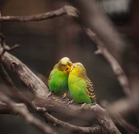 DP Ke Liye Photo