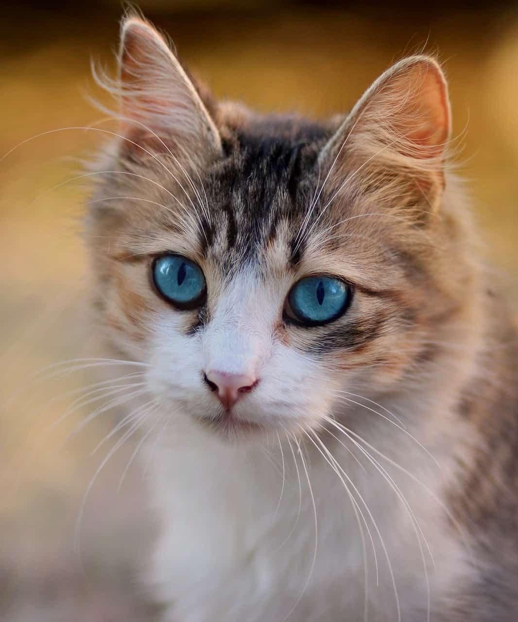 Cat DP