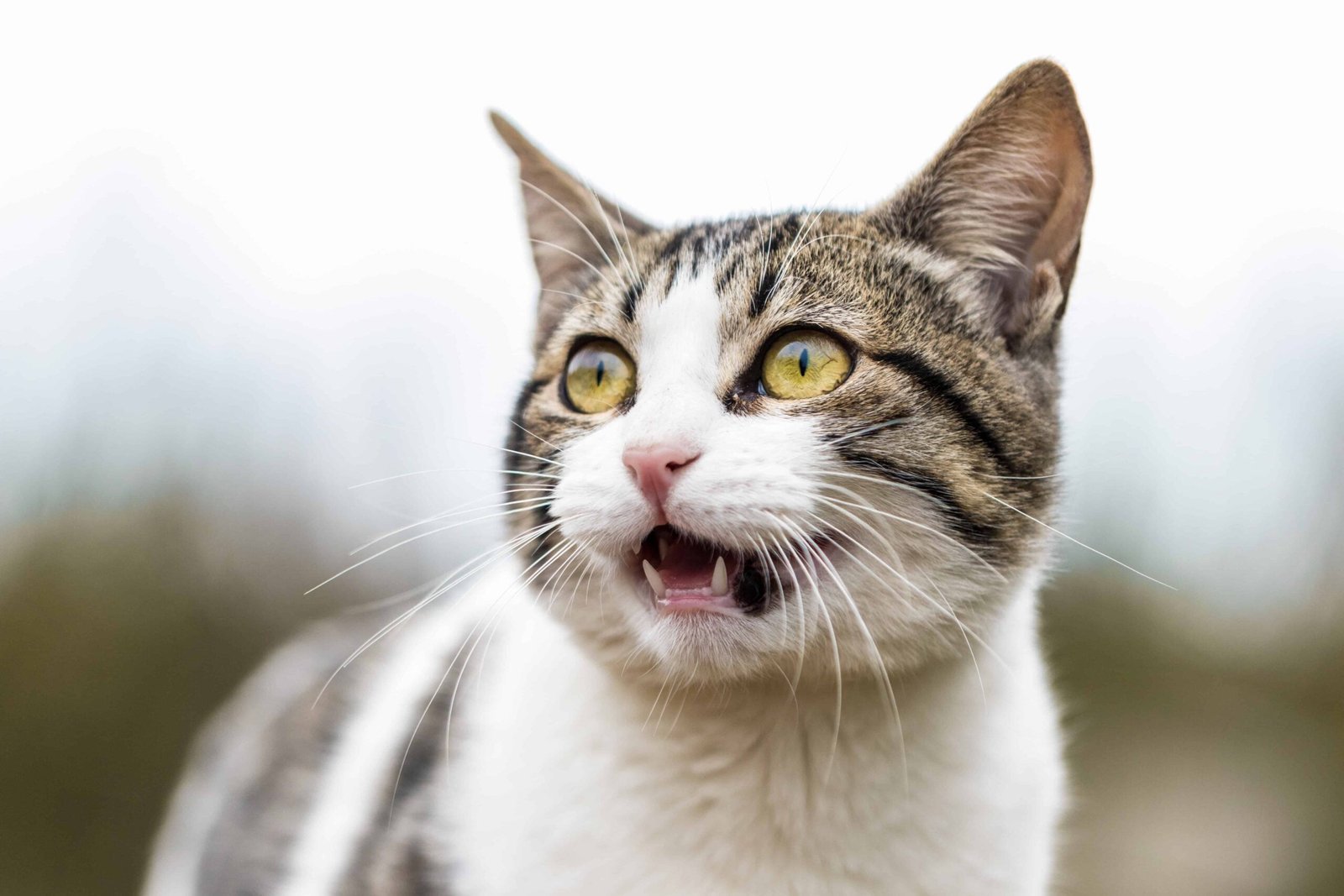 Cat DP for Whatsapp