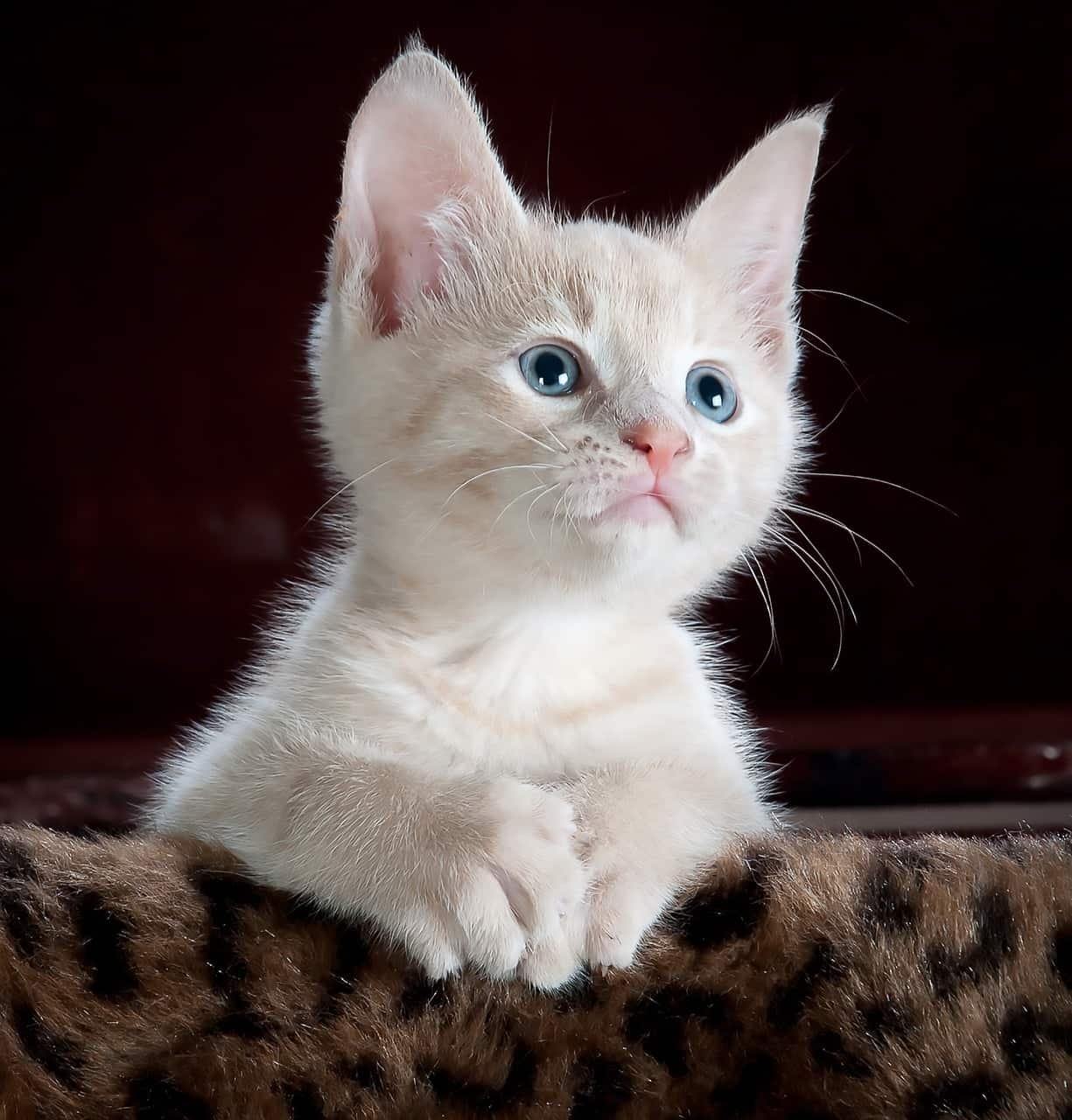 Cat Whatsapp DP