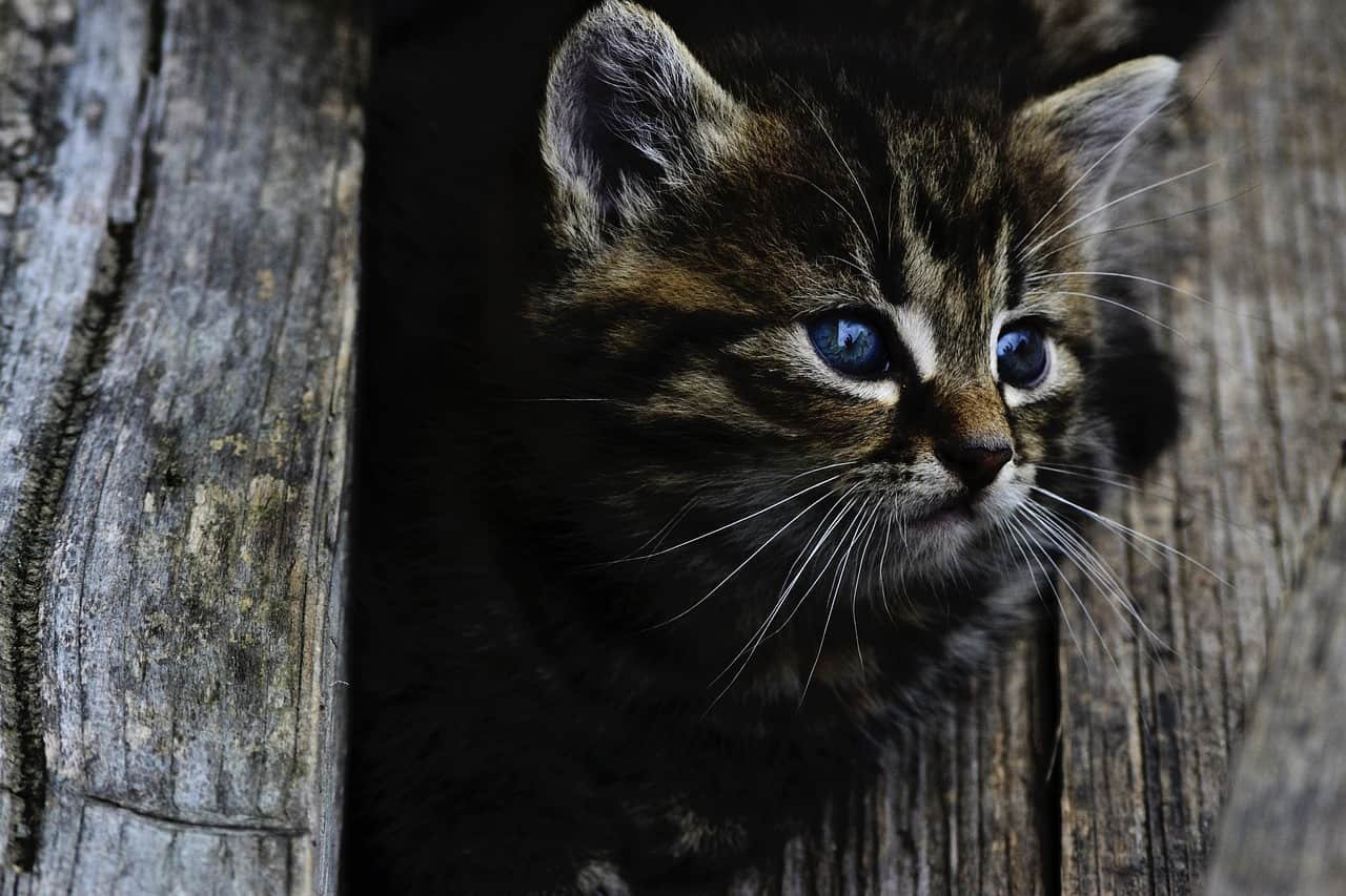 Cat Whatsapp DP