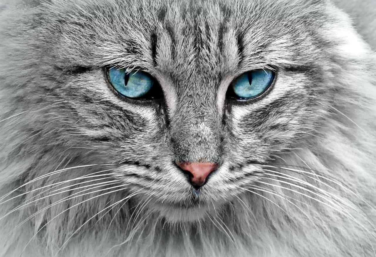 Cat Whatsapp DP