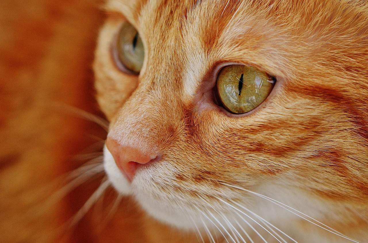 Cat DP