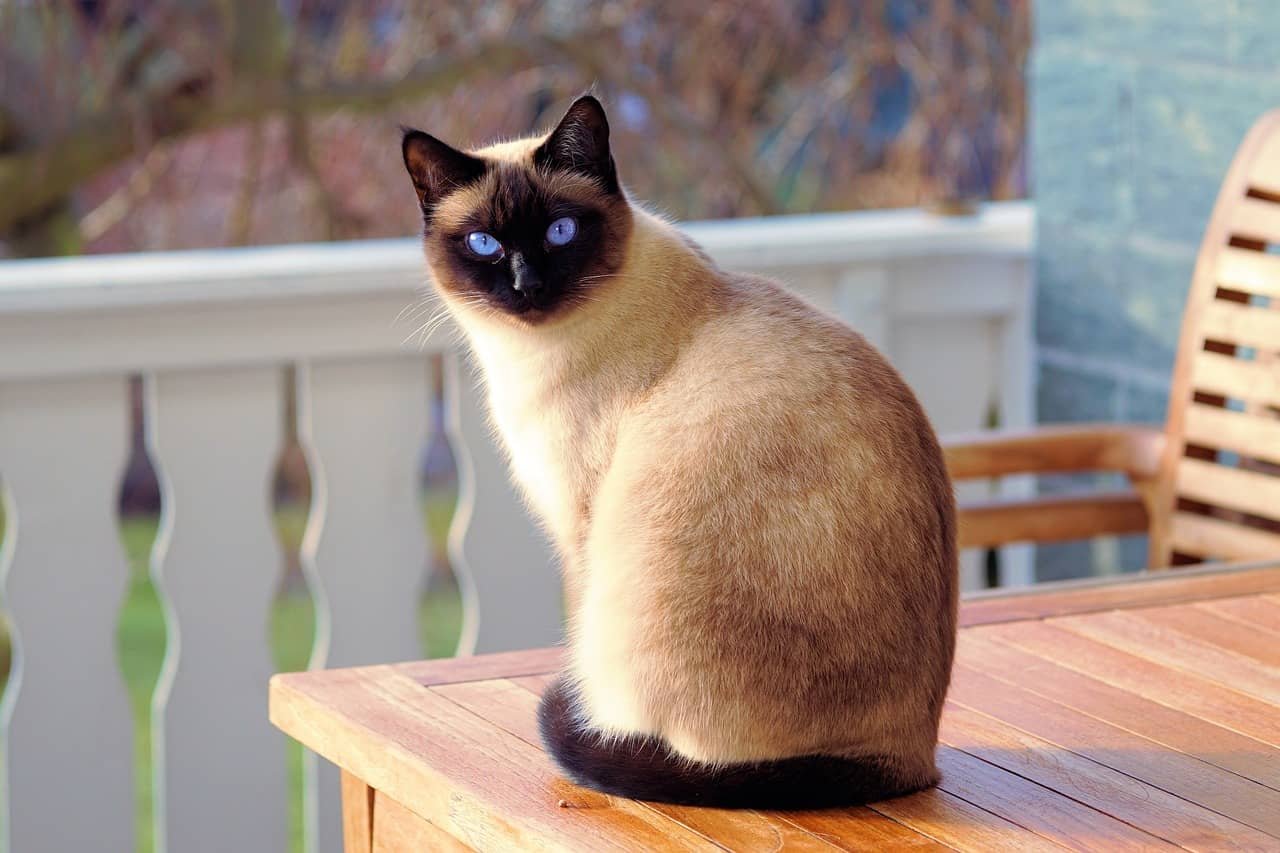 Cat DP for Instagram