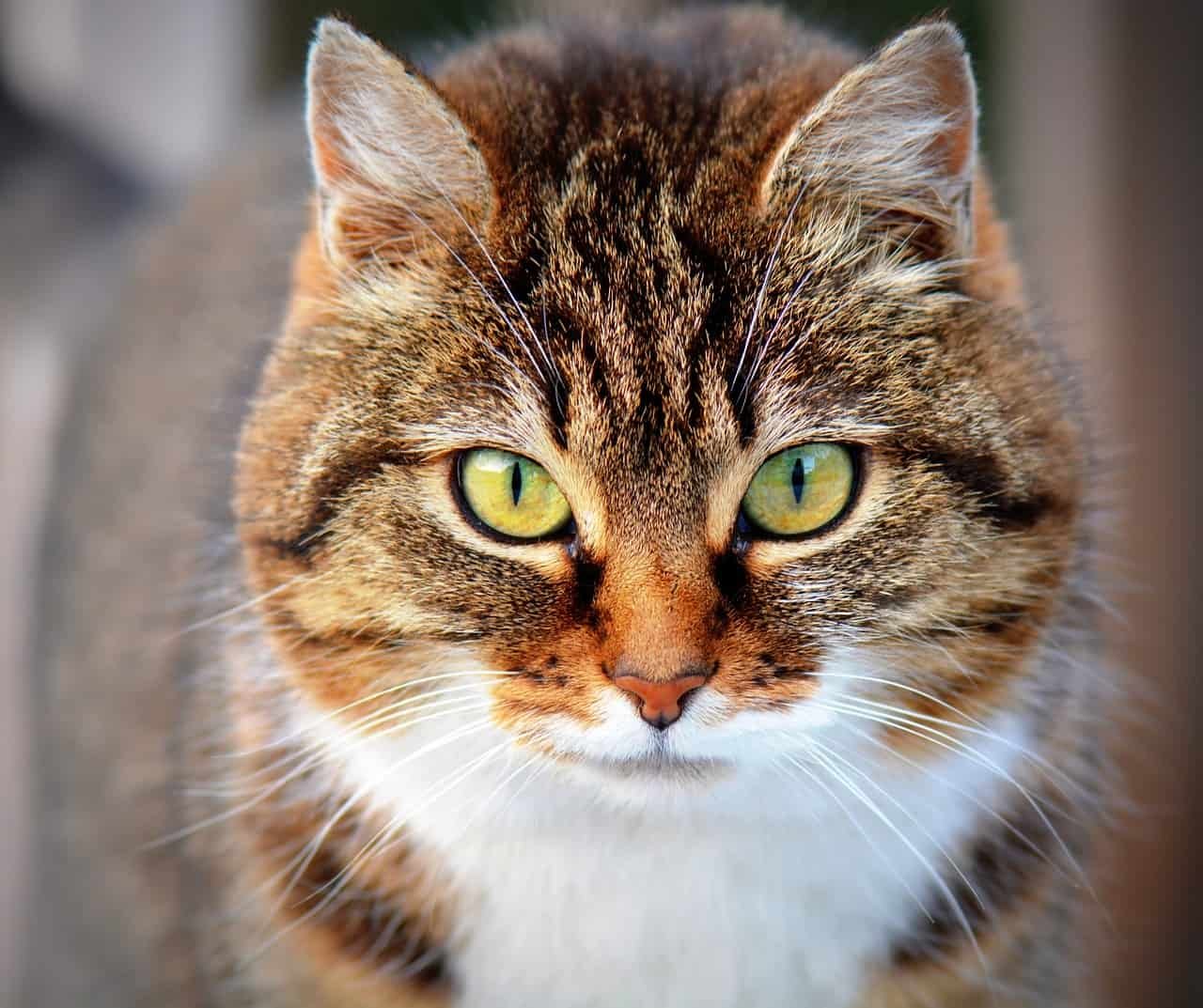 Cat DP