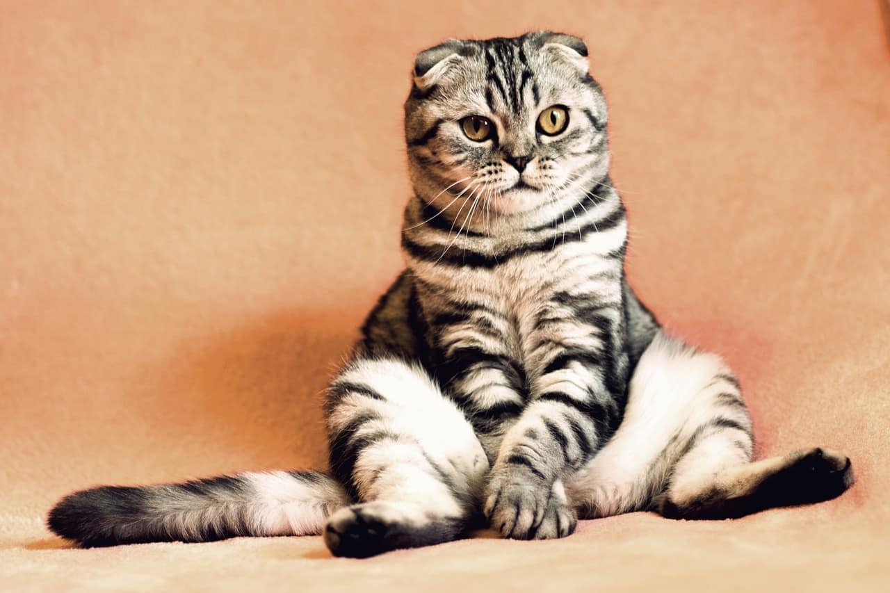 Cat DP for Instagram