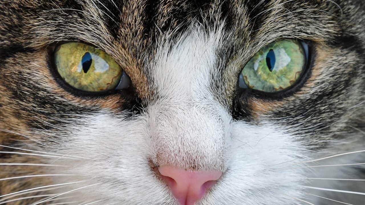 Cat DP HD