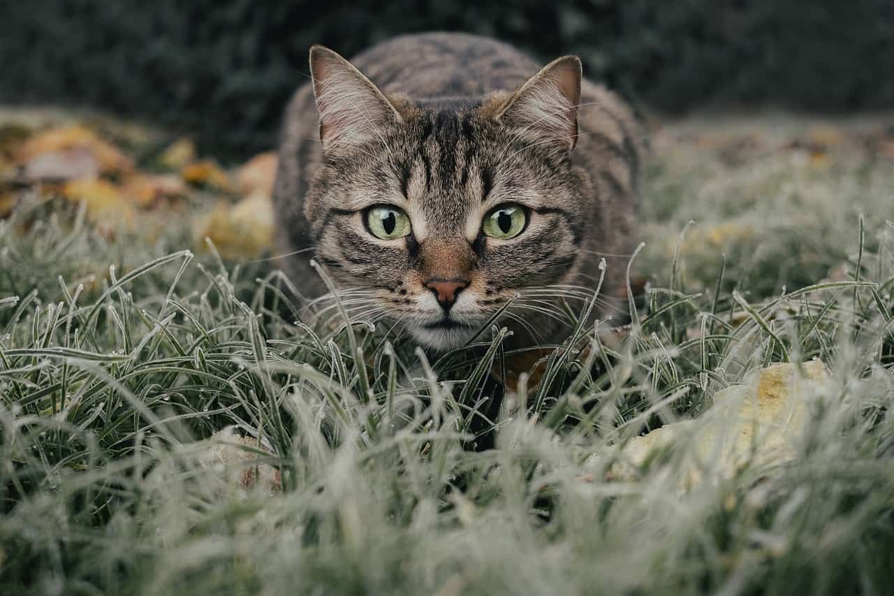 Cat DP HD