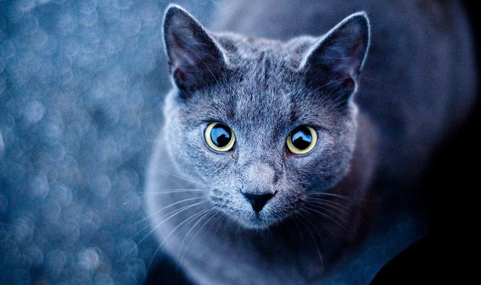 Cat DP