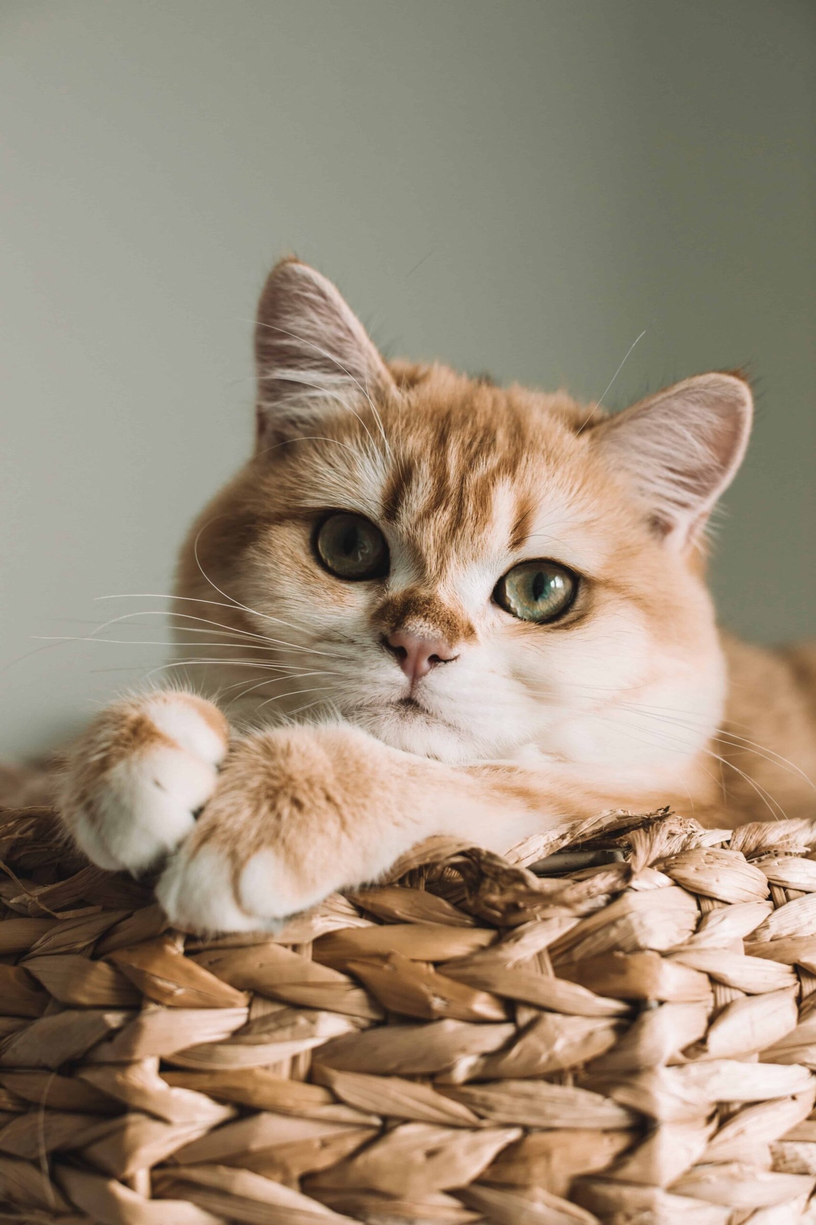 Cat DP HD