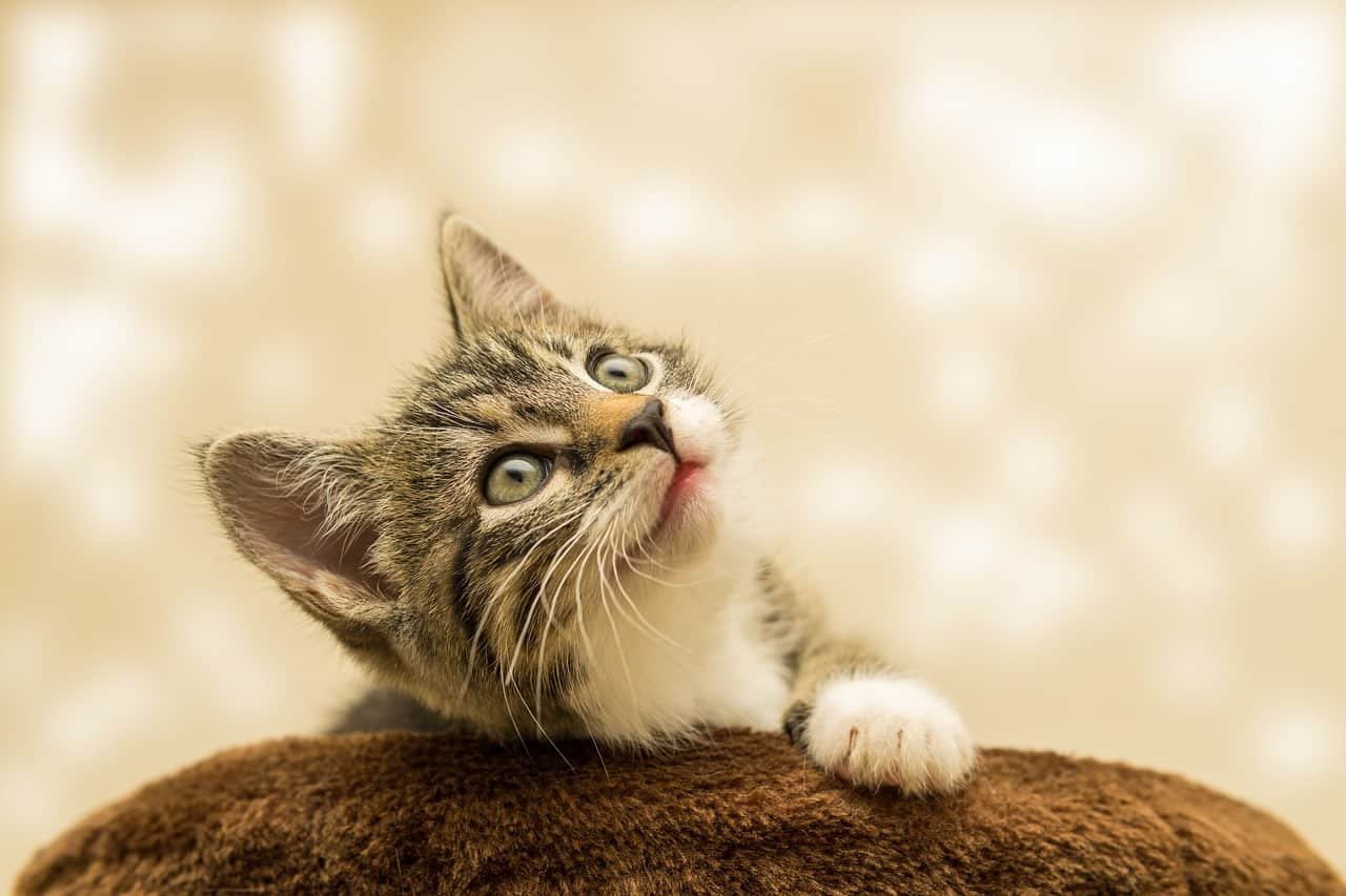 Cute Cat DP