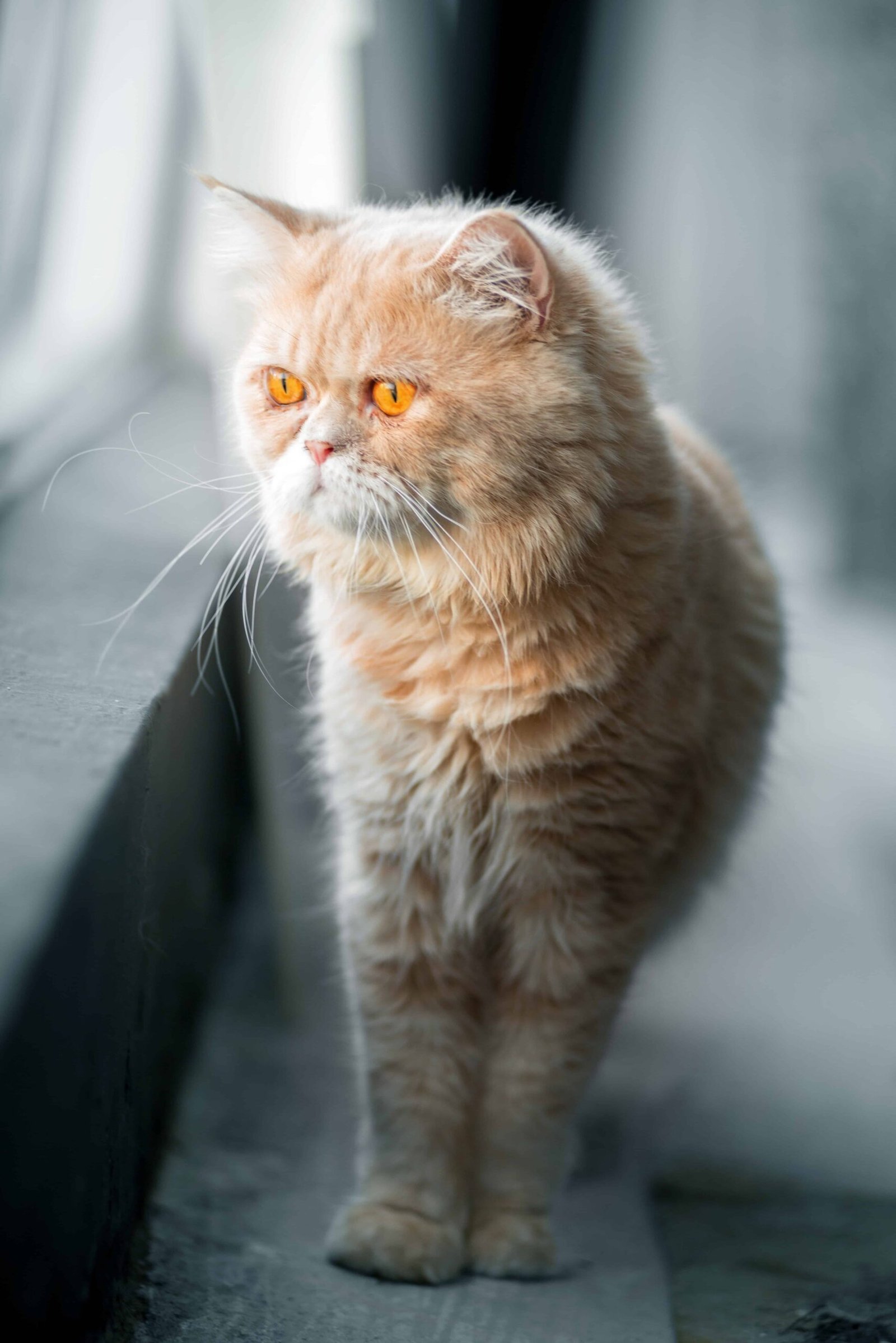 Cute Cat DP