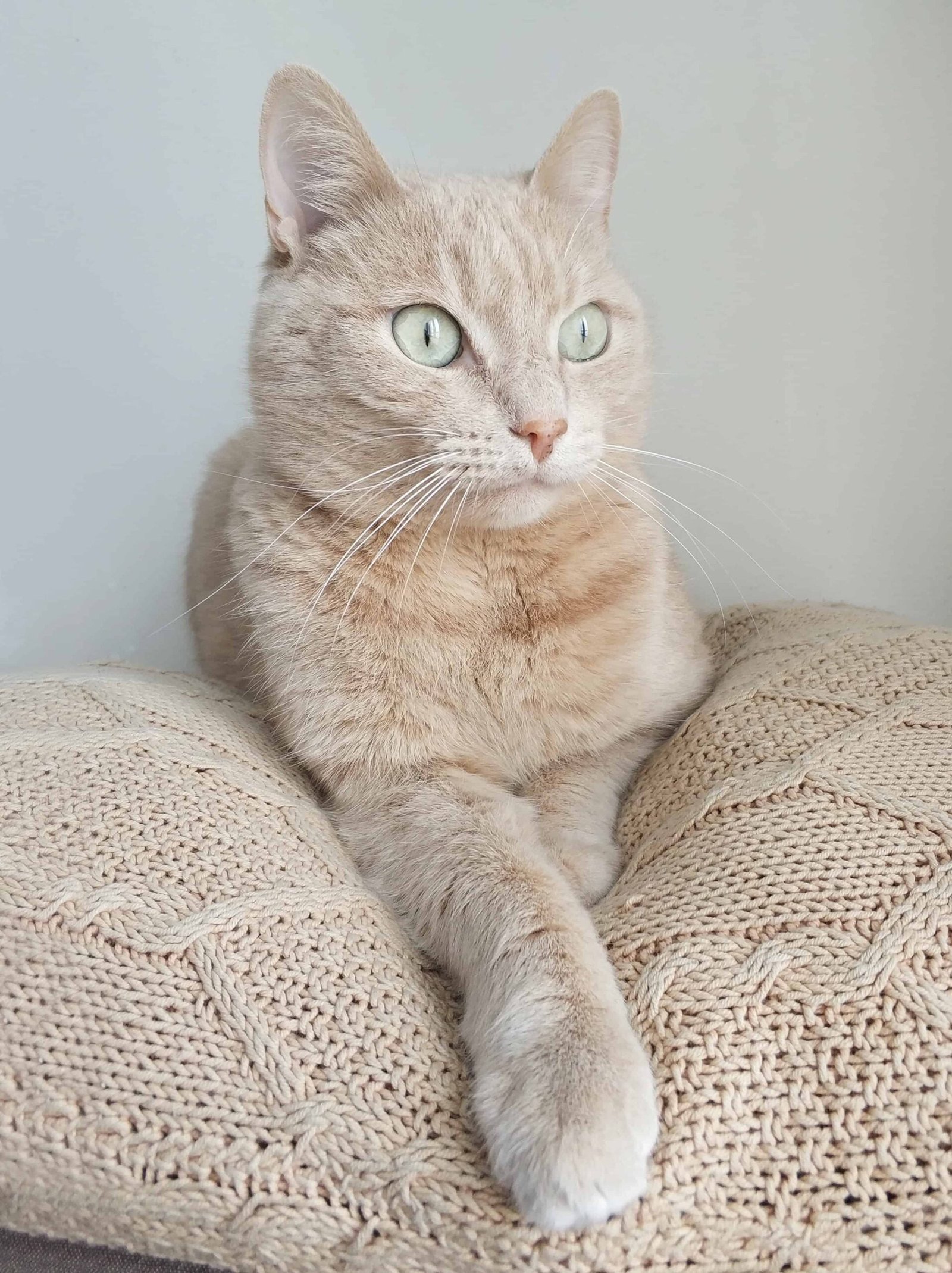 Cute Cat DP
