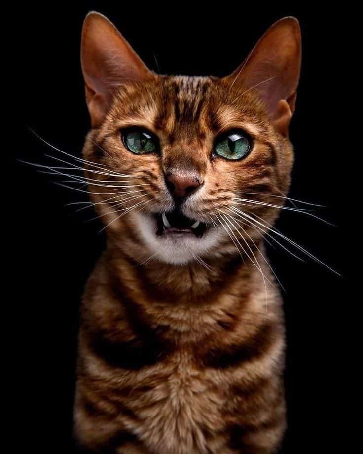 Cat DP