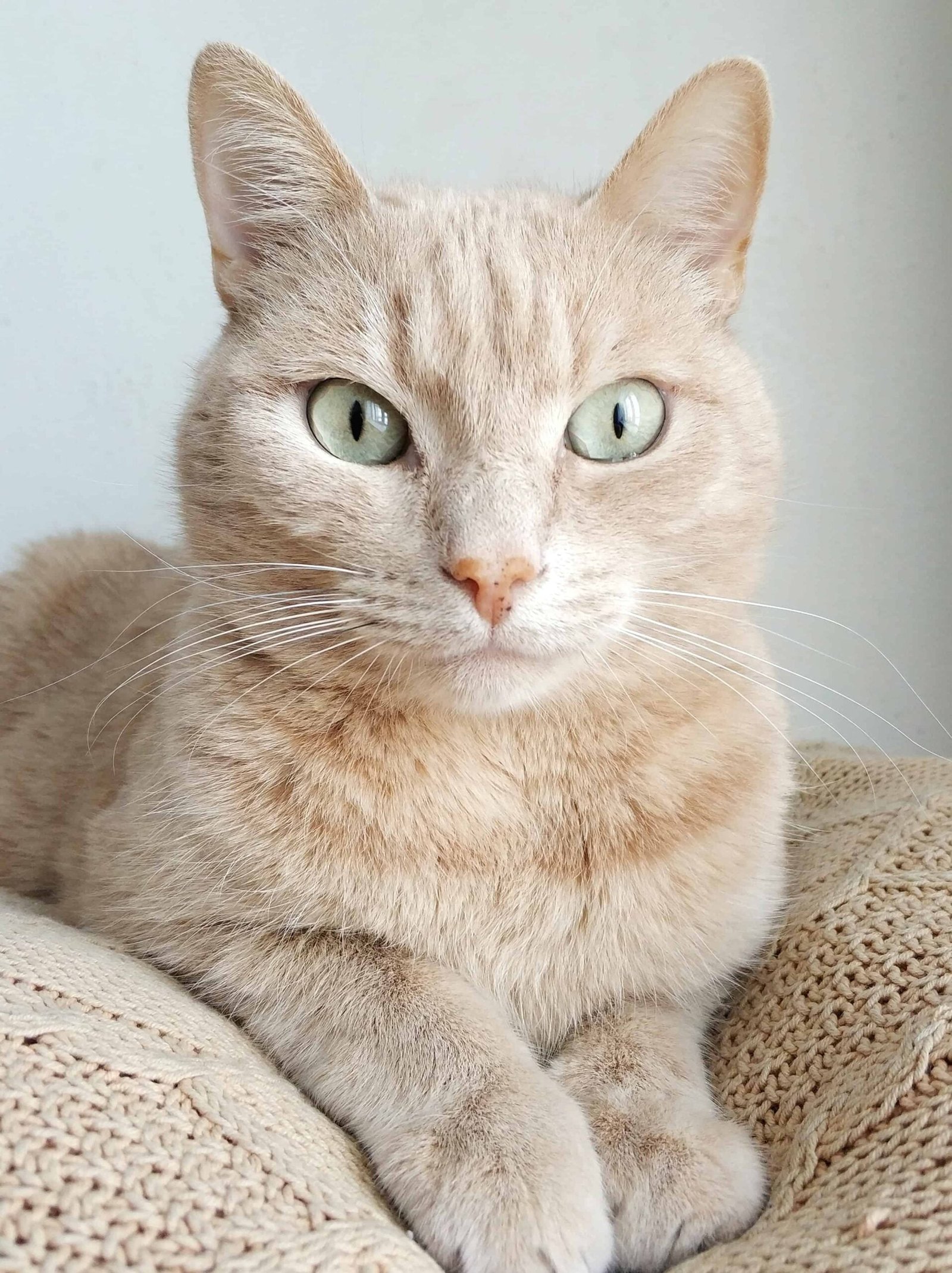 Cute Cat DP