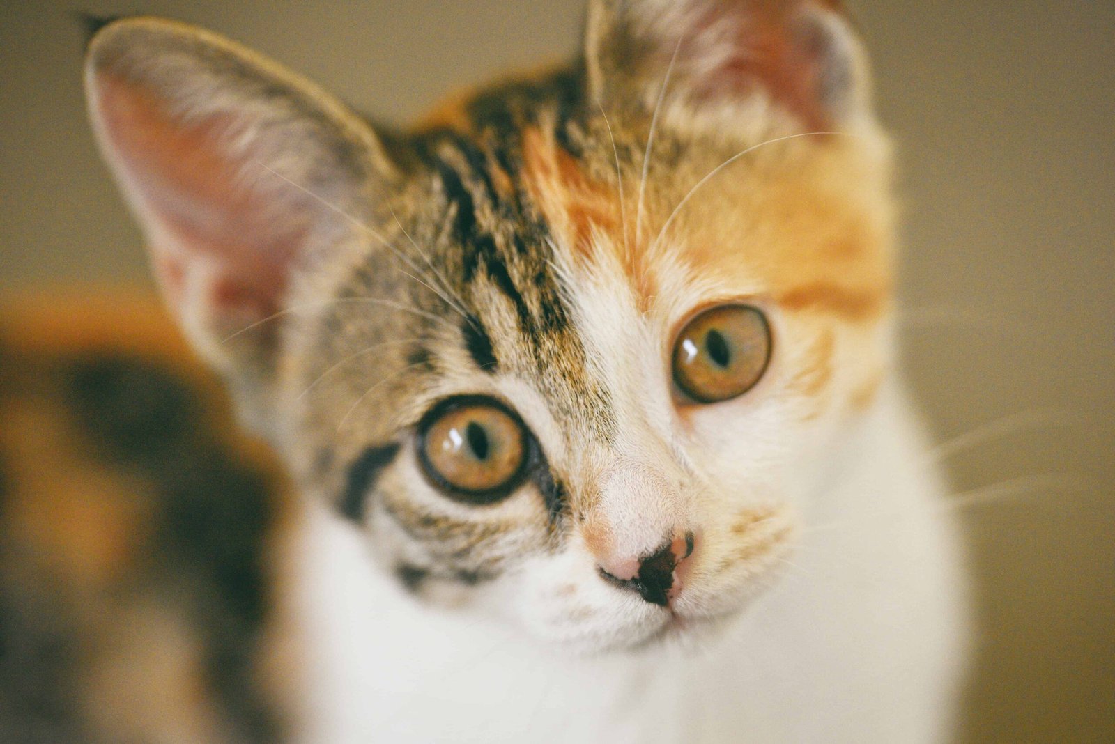 Cat Pics for DP