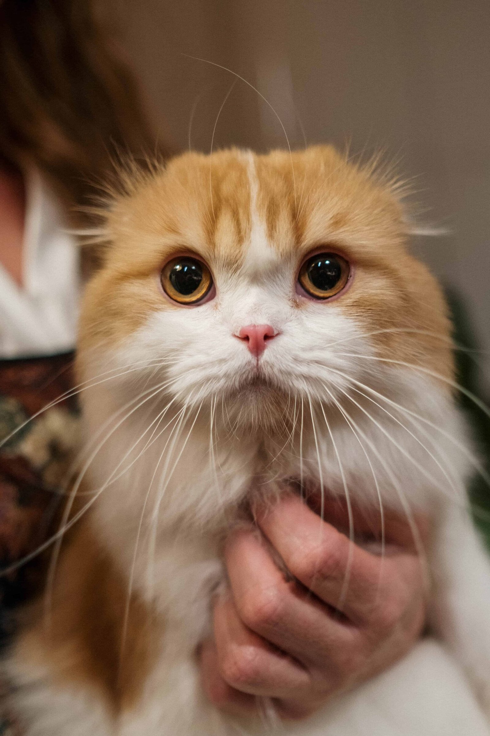 Cat Pics for DP