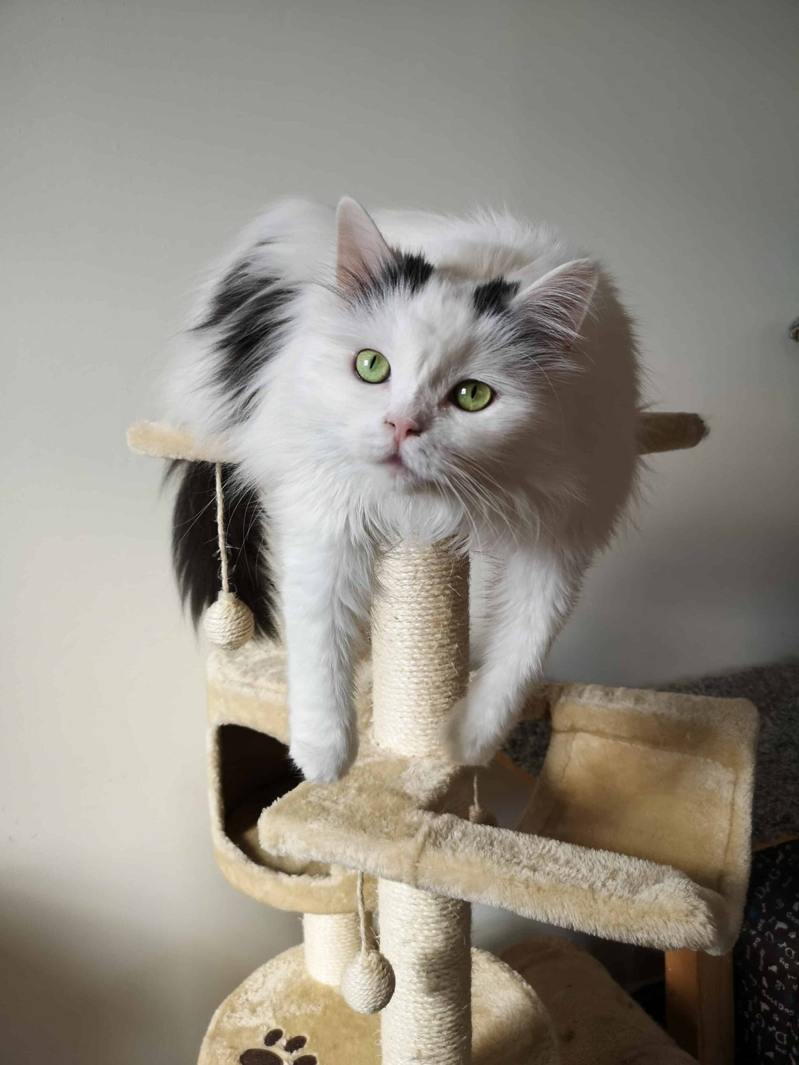 Cat Pics for DP