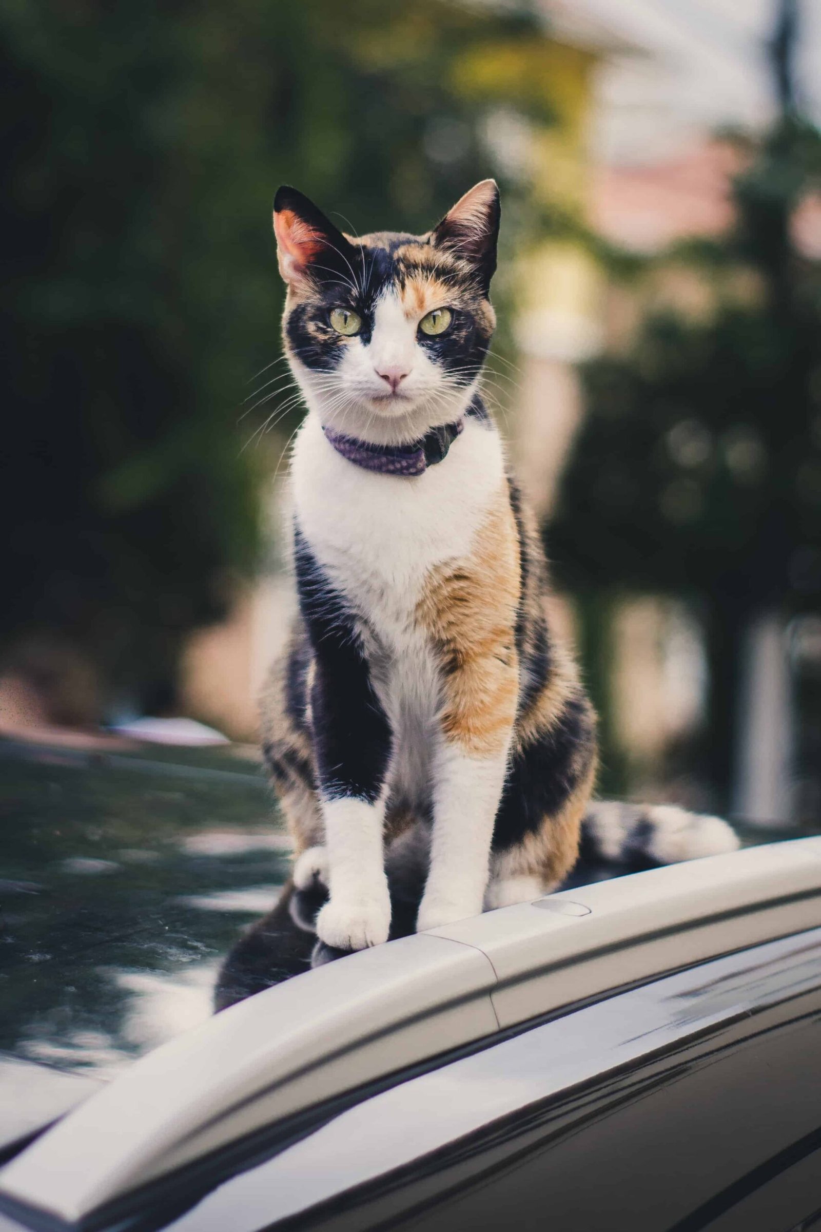 Cat Pics for DP