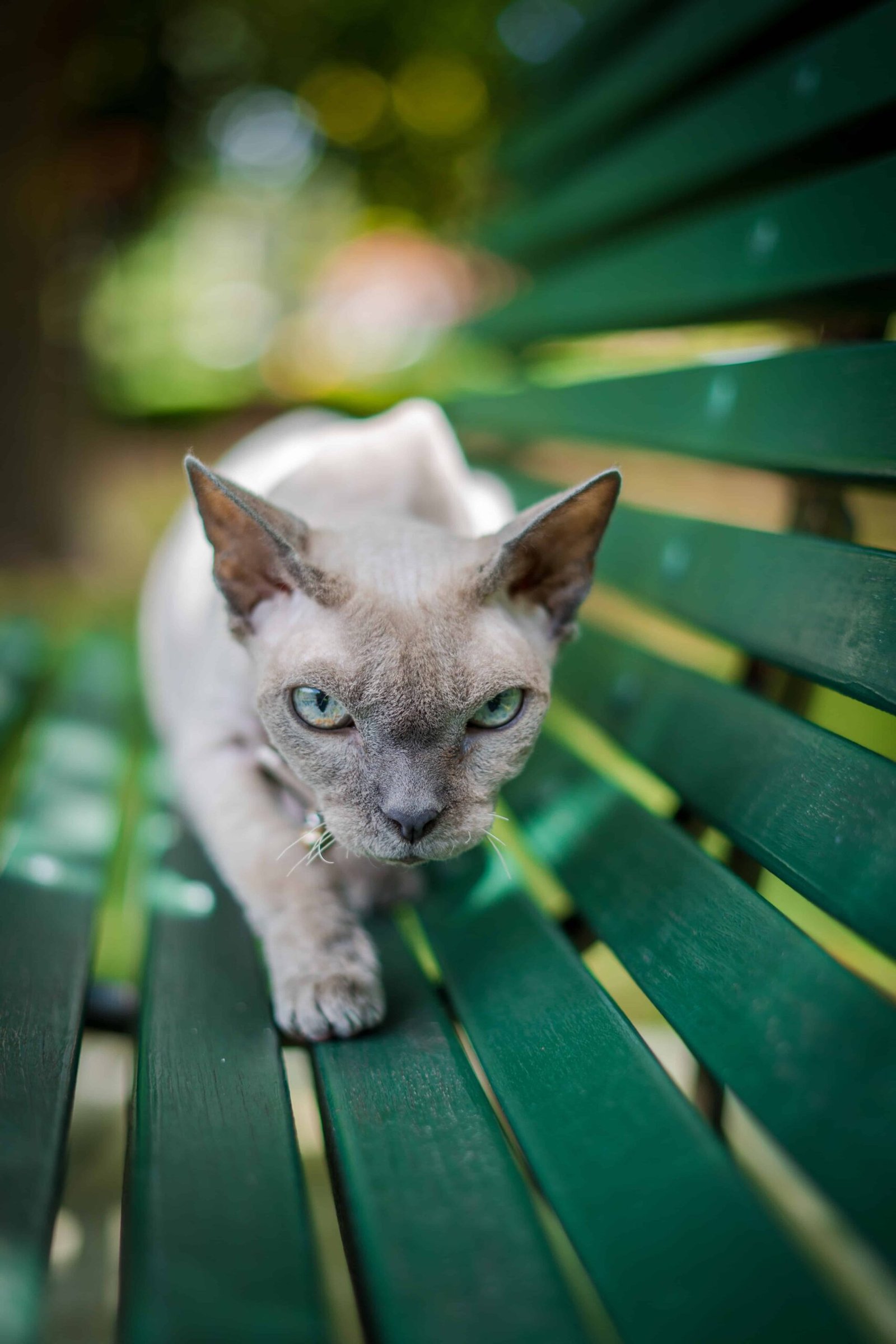 Cat Pics for DP