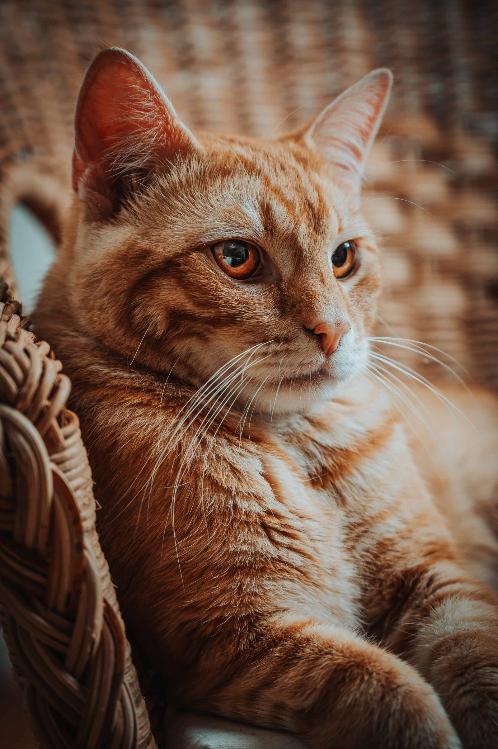Cat Images DP