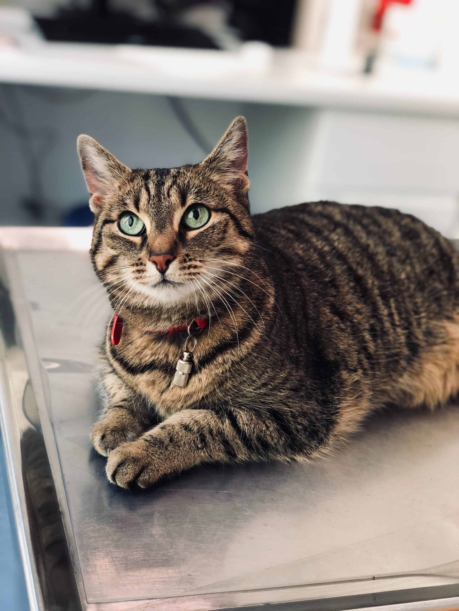 Cat Images DP