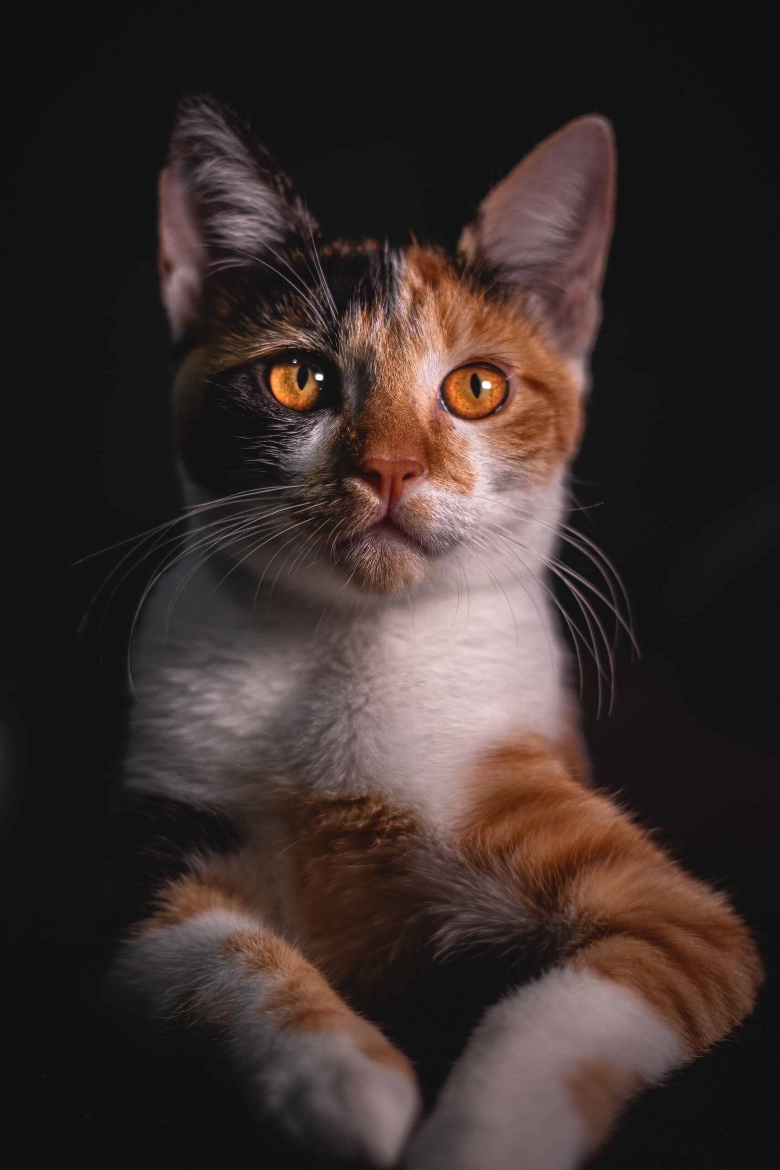 Cat Images DP