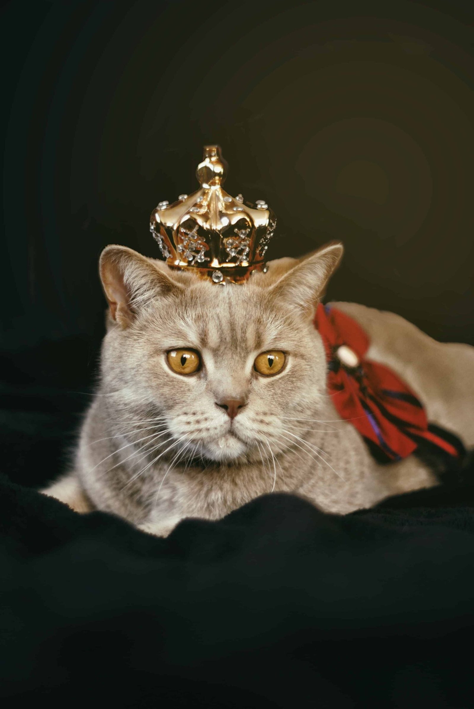 Cat Images DP