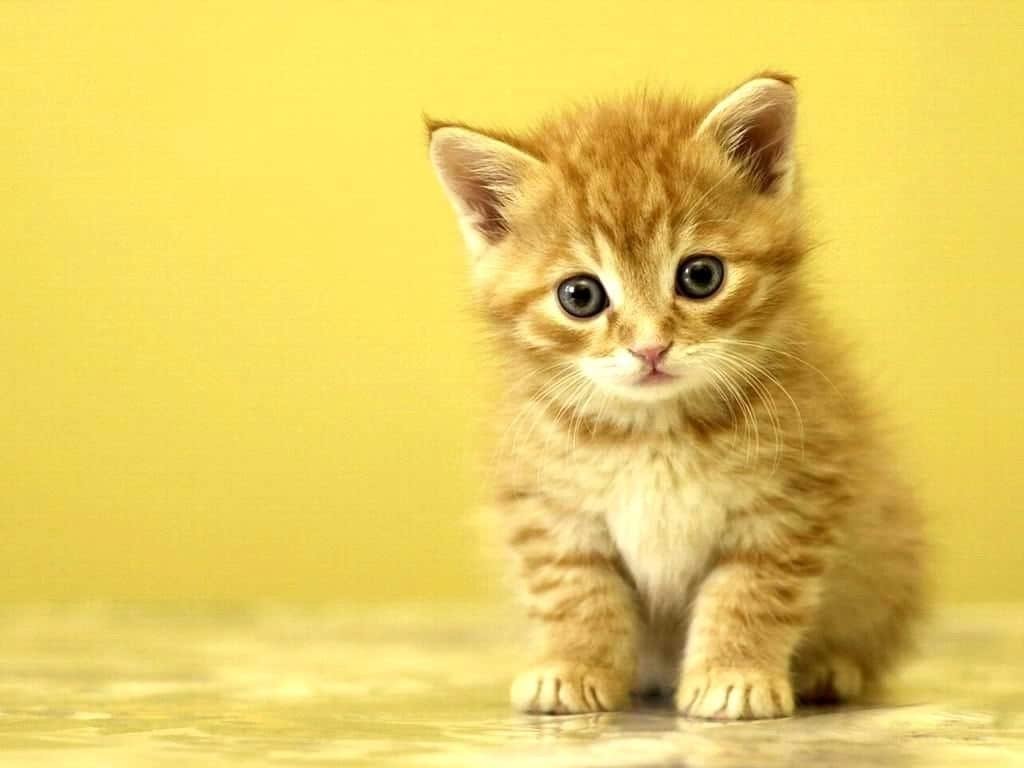 Cat DP