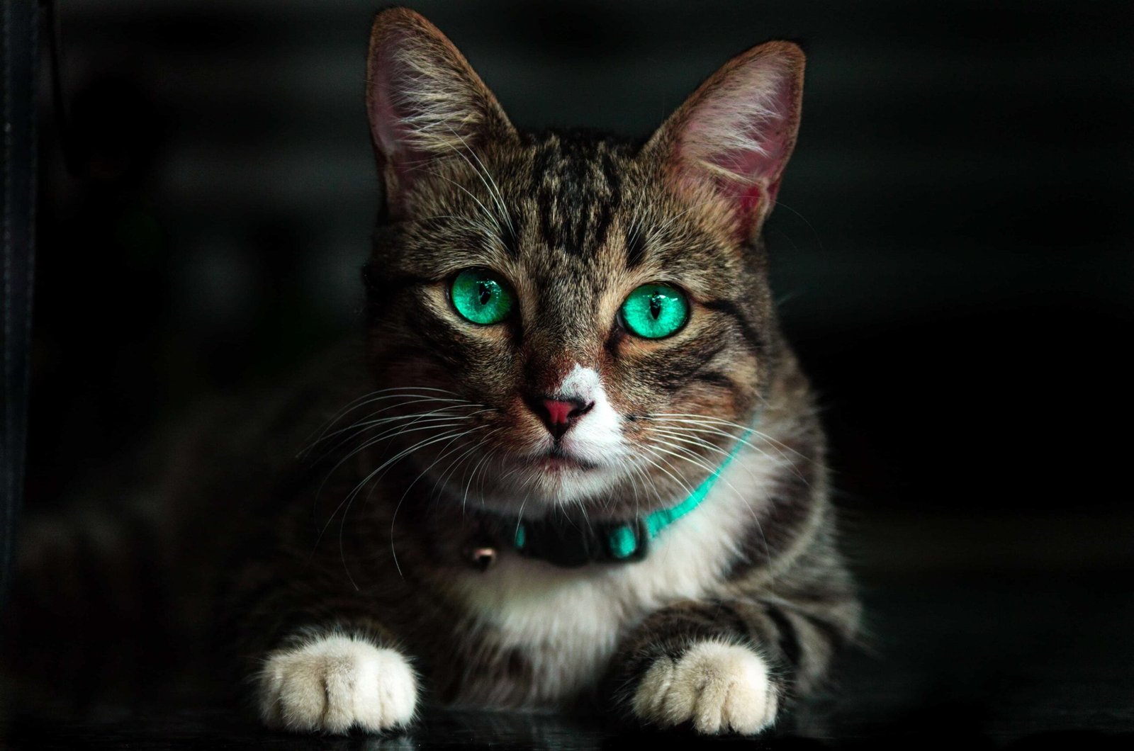 Cat Images DP