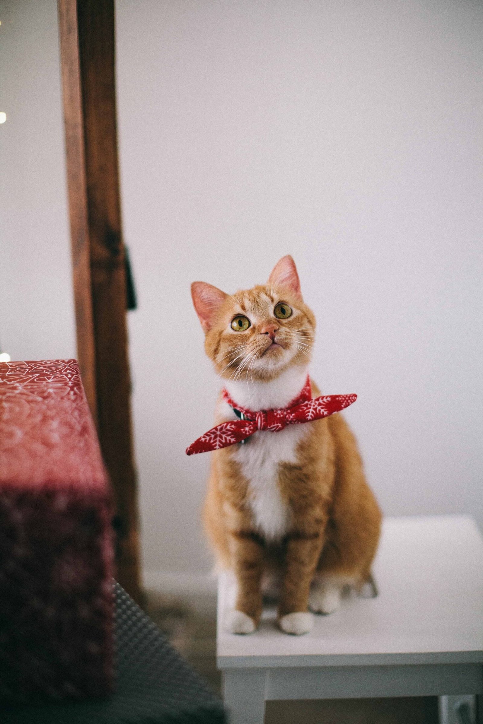 Cat Pics DP