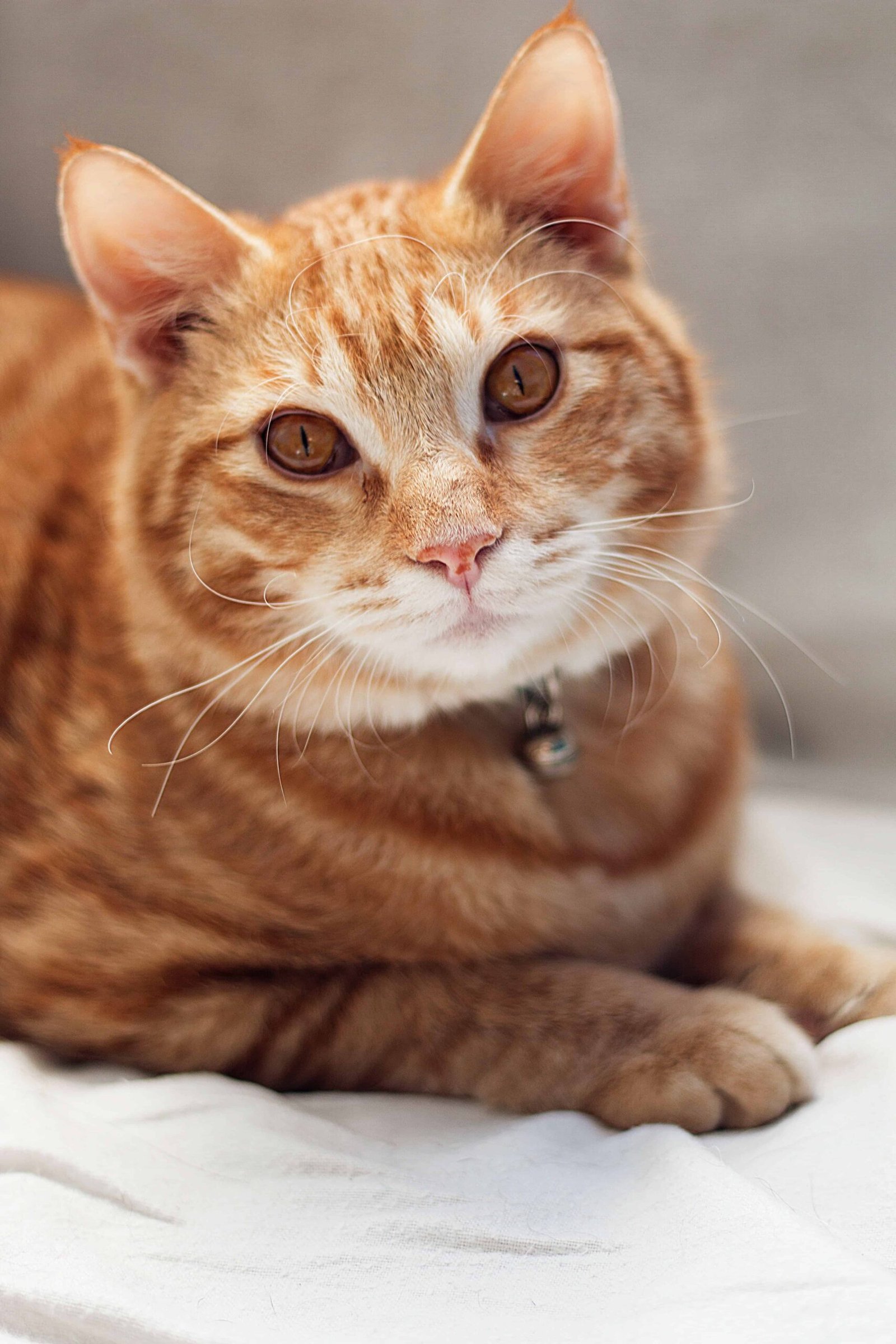 Cat Pics DP