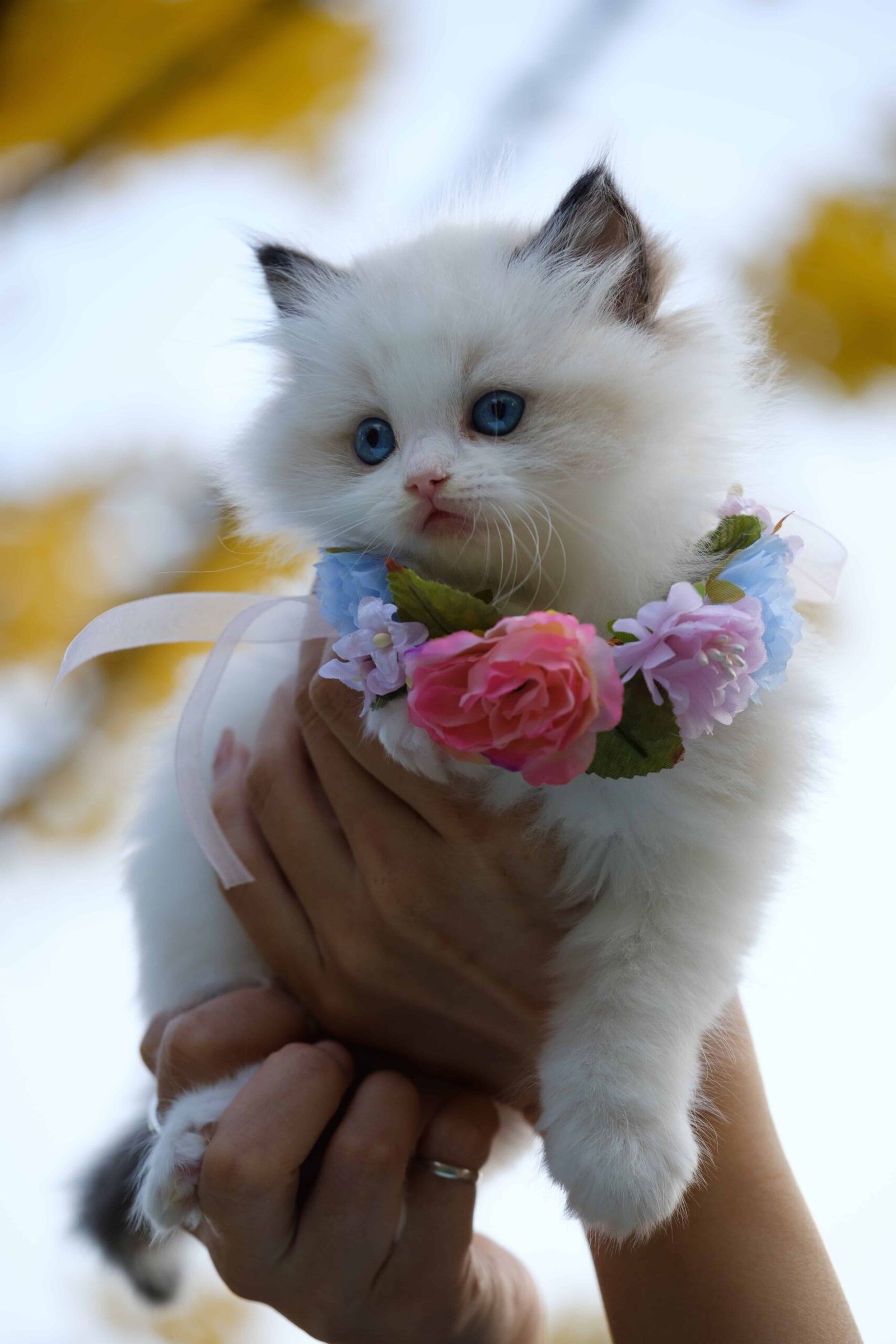 Cat Pics DP