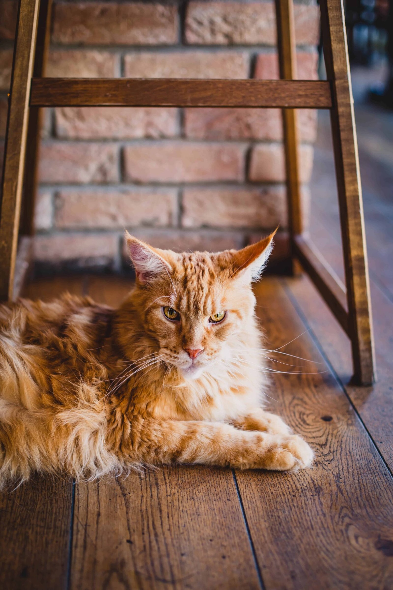 Cat Pics DP