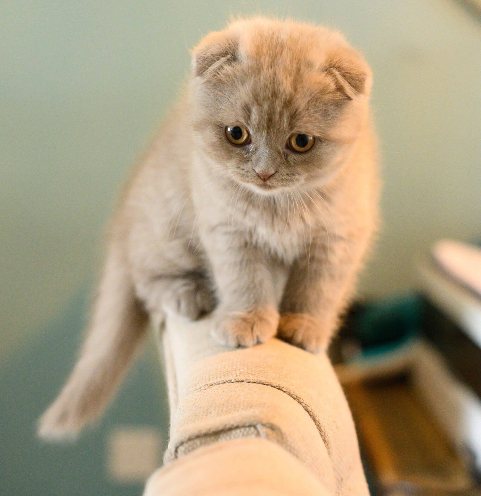 Cat DP for Whatsapp