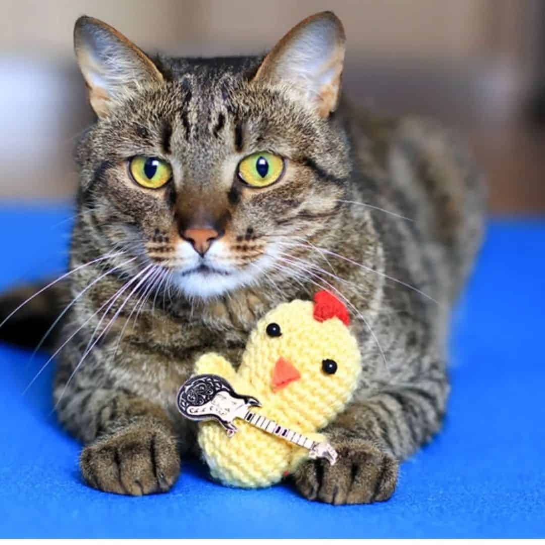Cat DP for Whatsapp