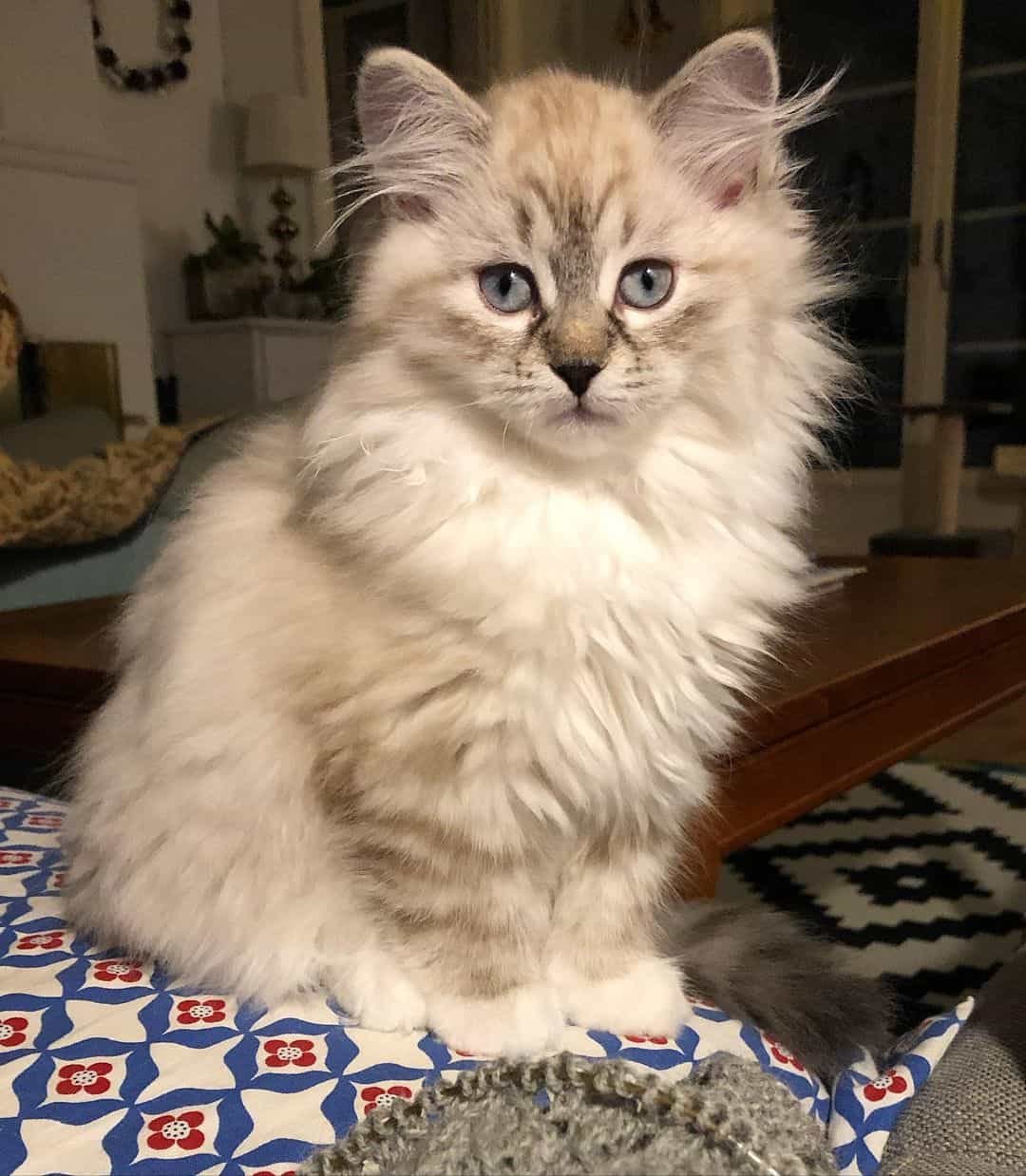 Cat DP for Whatsapp
