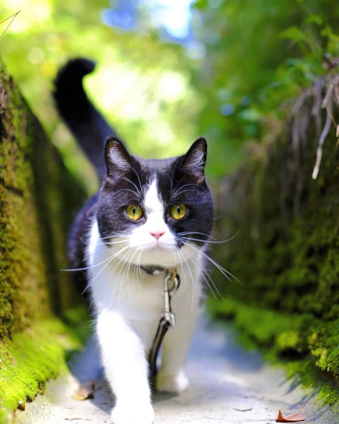 Cat Whatsapp DP