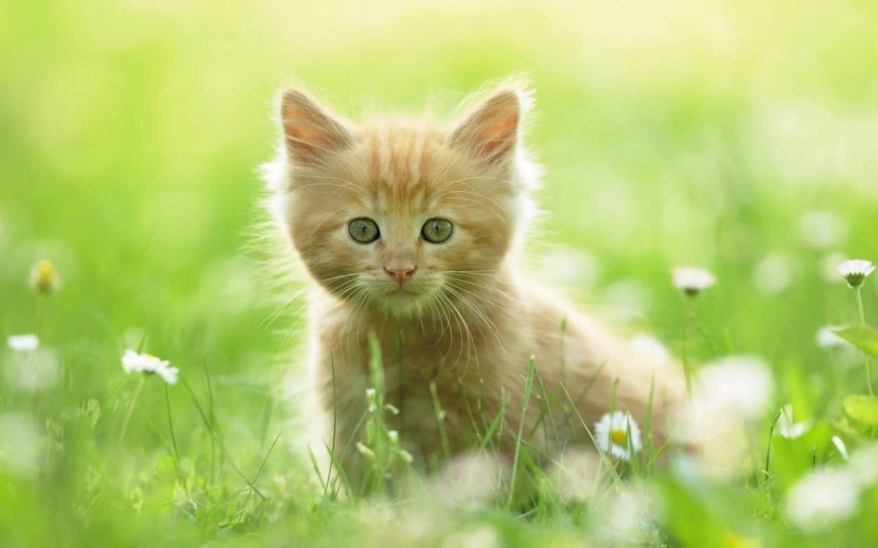 Cat Whatsapp DP