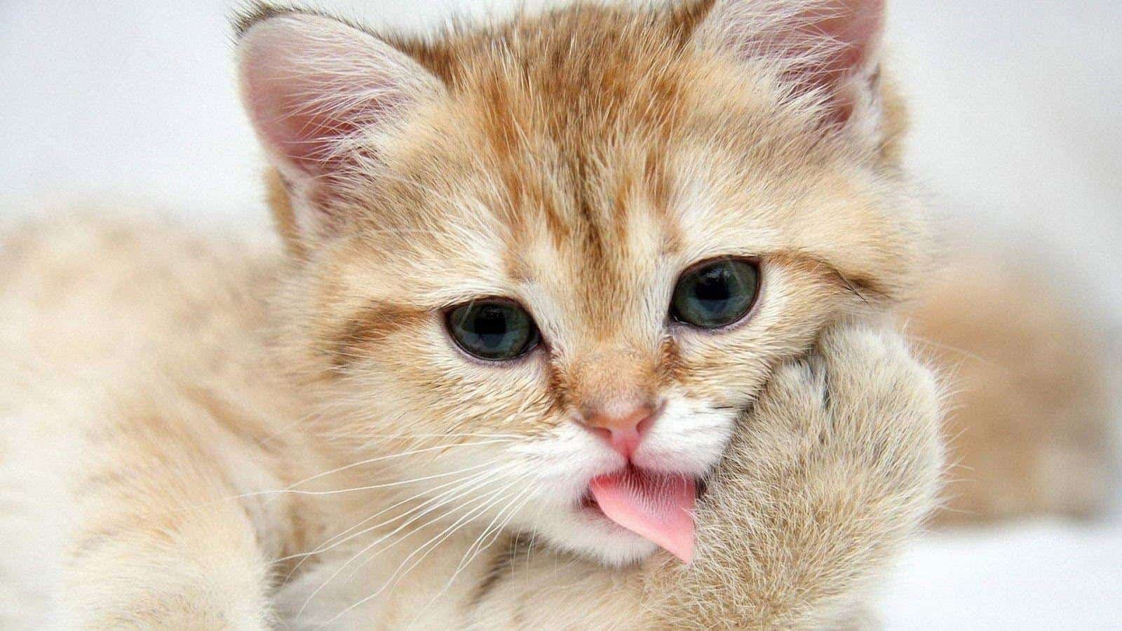 Cat Whatsapp DP
